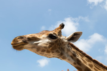Close up portrait of a giraffe