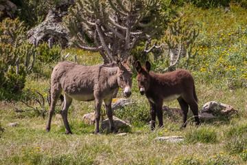 Naklejka na ściany i meble Donkey mother and baby on a meadow, Colca Canyon, 