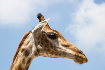 Close up portrait of a giraffe