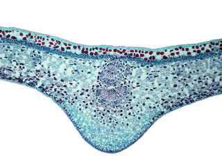 Cross sections of  plant leaf under microscope view