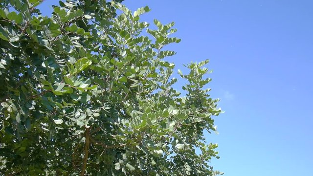 Carob tree (ceratonia siliqua) branches swaying in the wind under a sunny and blue sky