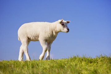Texel lamb on the island of Texel, The Netherlands