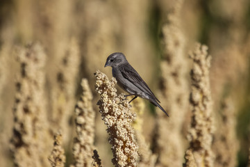 Rufous webbed tyrant perching on a blossom, Lake Titicaca