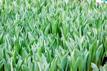 Tulips young plant