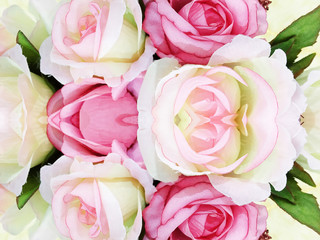 Roses flowers background
