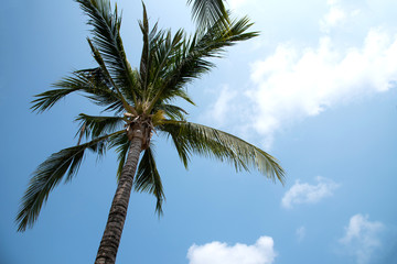 Top of coconut palm tree on blue sky background