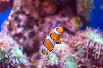 Fototapeta na wymiar Clown fish