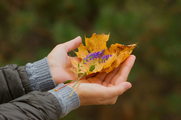 hand with colorful bouquet of autumn leaves.