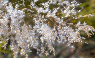 Pooh flowering reeds in nature