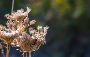 dried dill flowers in the wild