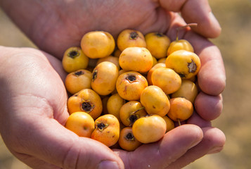 ripe fruits of hawthorn in the hands 