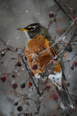 American Robin