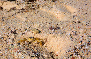 Sea crab on the sandy beach.