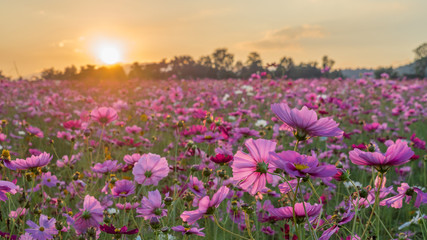 Pink and Red Cosmos flower field in the morning sunrise.Soft focus and blurred for background
