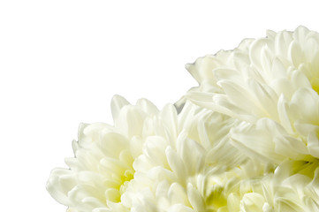 Chrysanthemum flower on a white background