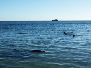 Obraz premium Dolphins