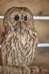 Owl sitting in cage