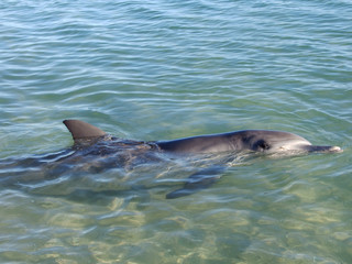 dolphins