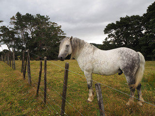 Horse on the pasture