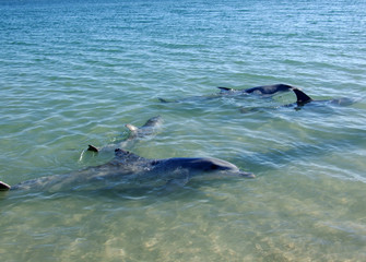 Dolphins