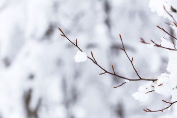closeup snow on tree