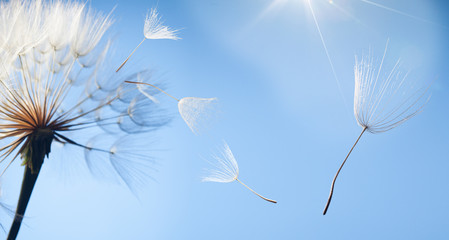 Fototapeta premium latające nasiona mniszka lekarskiego na niebieskim tle