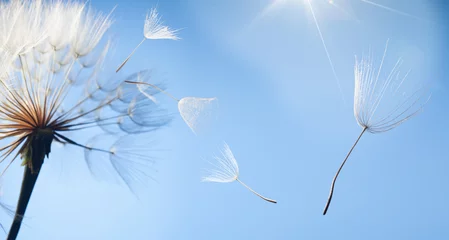 Light filtering roller blinds Dandelion flying dandelion seeds on a blue background