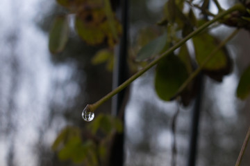Reflection in a water drop hanging on a stem