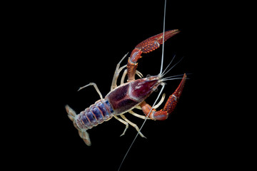 crayfish 