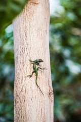 Grüne Eidechse Basking auf einem Baum