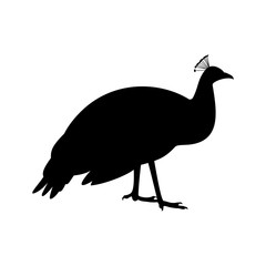 Peafowl, shade picture