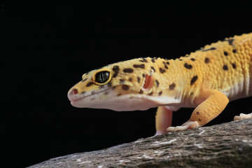 Leopardgecko Eublepharis