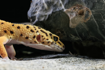 Leopardgecko Eublepharis