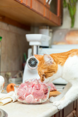 Red and white cat takes a piece of meat from a table. Kitty on the kitchen. Fresh pork cut meat in the glass bowl. Toned.