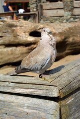 Eurasian Collared Dove perched on woooden bench, Streptopelia decaocto,