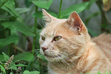 Naklejka na ściany i meble Cute cat relaxed in the garden