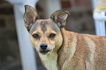 portrait of a cute small dog