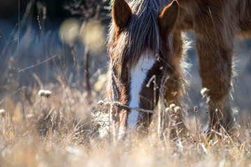 Horse in the field, Abruzzo, Italy