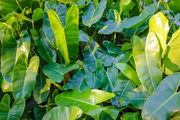 Green leaves for background