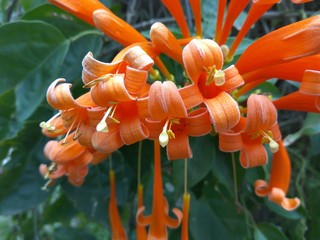 Orange trumpets