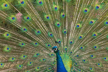 Obraz premium Closeup of a male peacock spreading his feathers