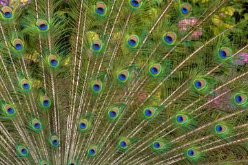 Obraz premium Closeup of a male peacock spreading his feathers