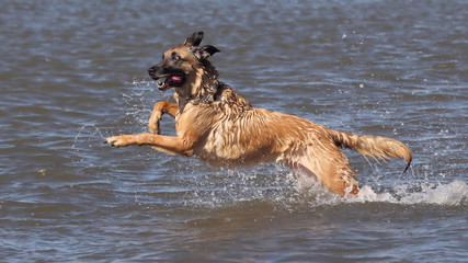 Happy Dog