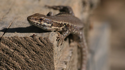 Lizard