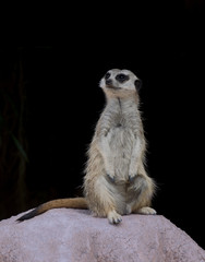 Meerkat in captivity looking around posing for the camera