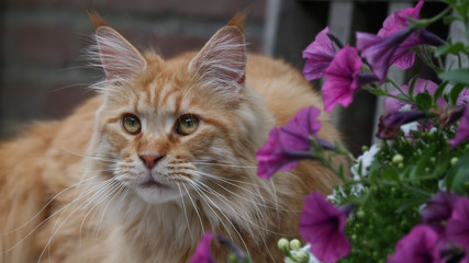 Maine Coon