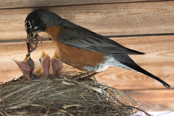 American Robin Feeding Her Young