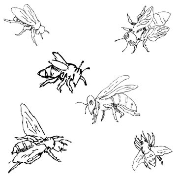 Flies. Sketch by hand. Pencil drawing. Vector image