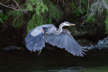 Great Blue Heron in Flight