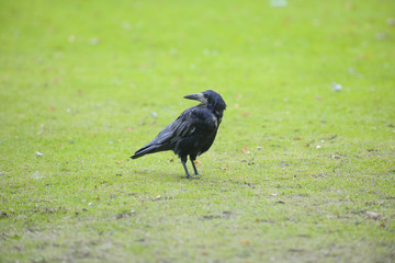 Raven on grassy field